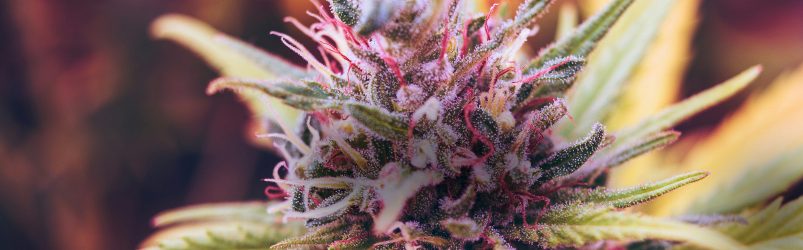 Strain Stories: Unveiling the Legends of Top Cannabis Strains