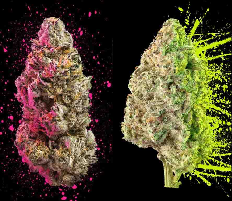 Indica Vs Sativa: The Two Weed Strains And Their Effects